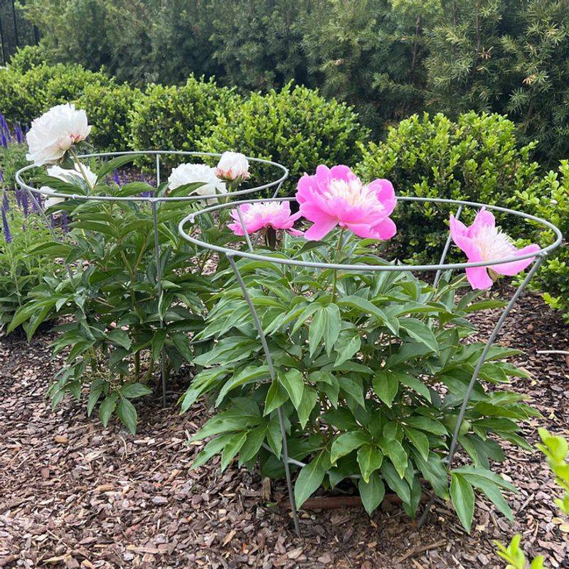 Install Plant Supports Before Stems Get Tall