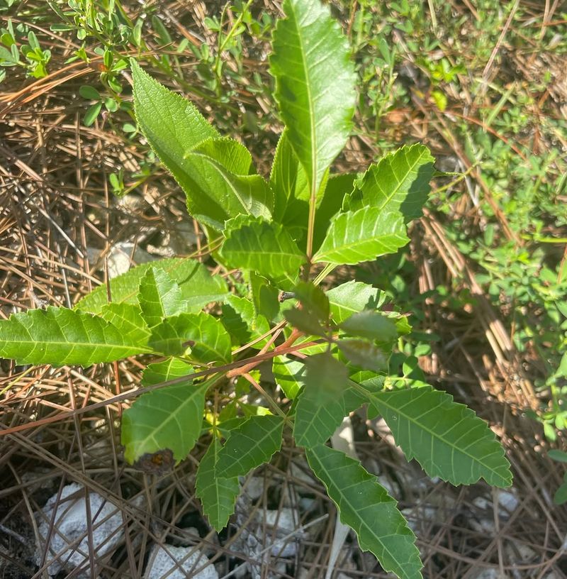 Focus On The Base And Expose The Root System