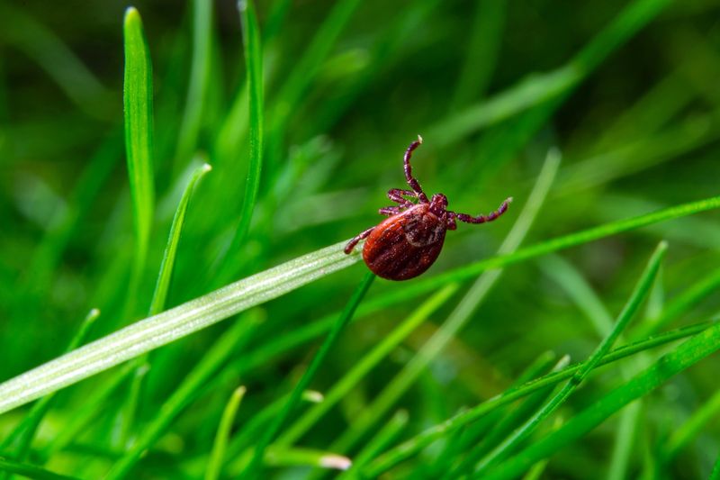 Keep Your Grass Short And Dry