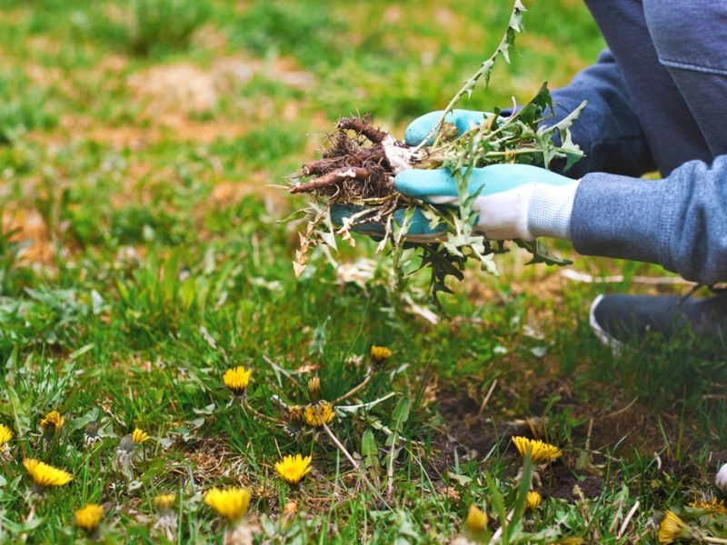 Remove Weeds Early Before They Go To Seed