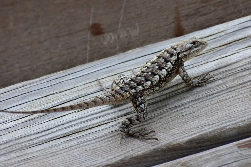Encourage Natural Predators Like Birds And Lizards