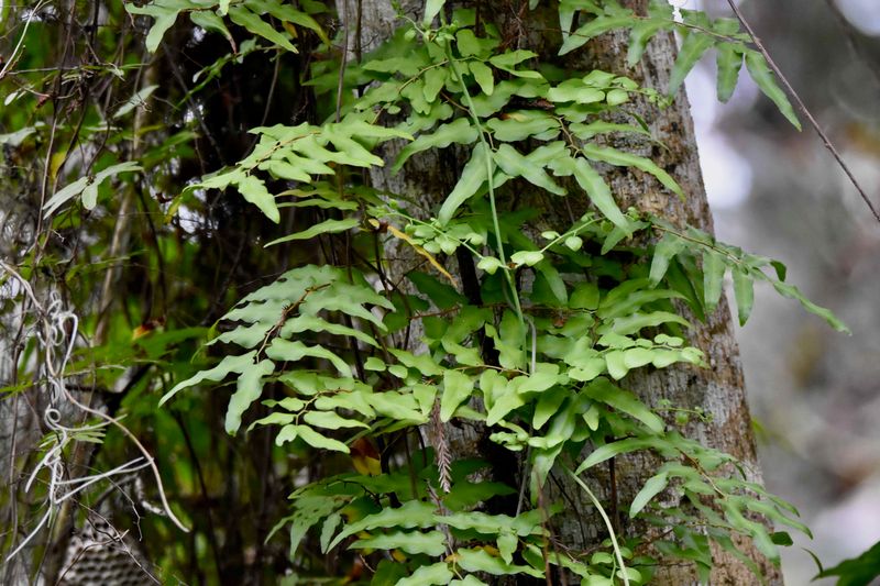 Control Old World Climbing Fern Before It Smothers Trees
