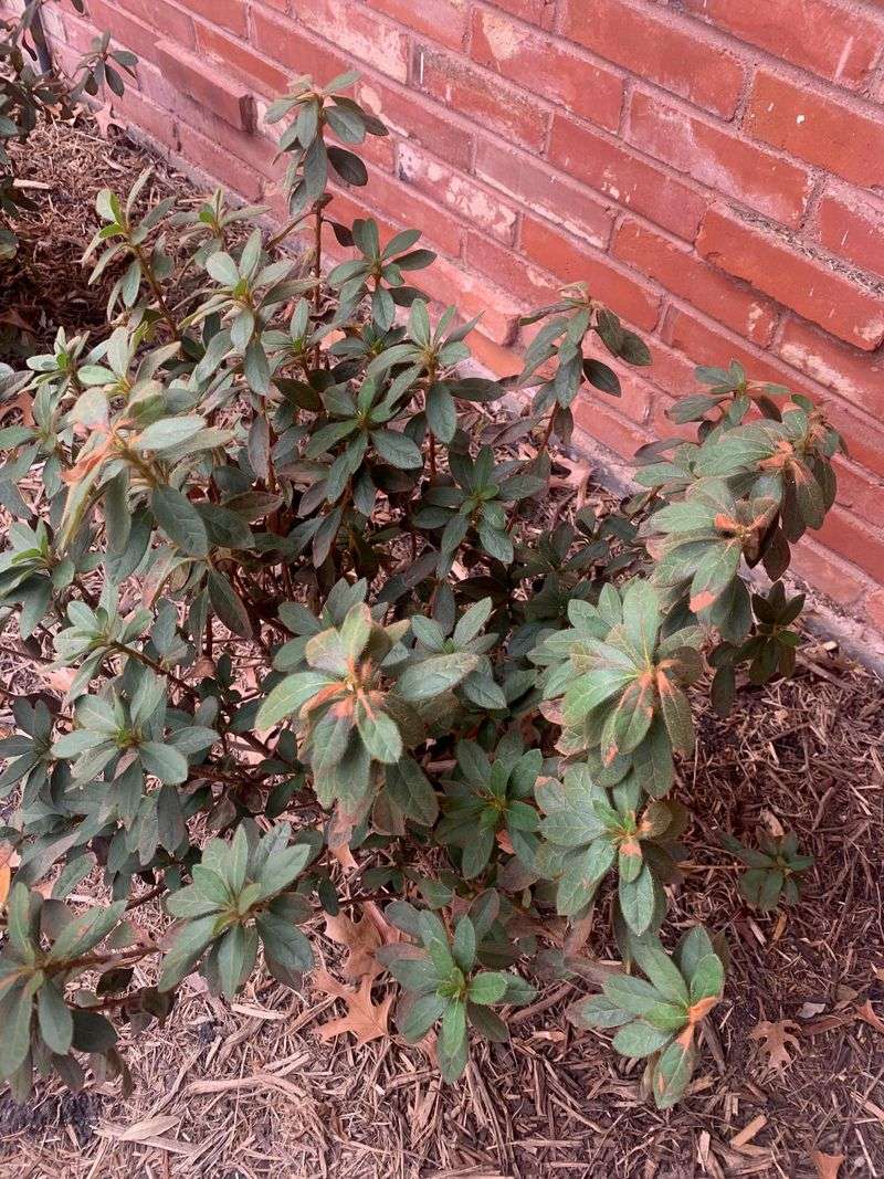 Removing Spent Blooms Prevents Plants From Looking Tired