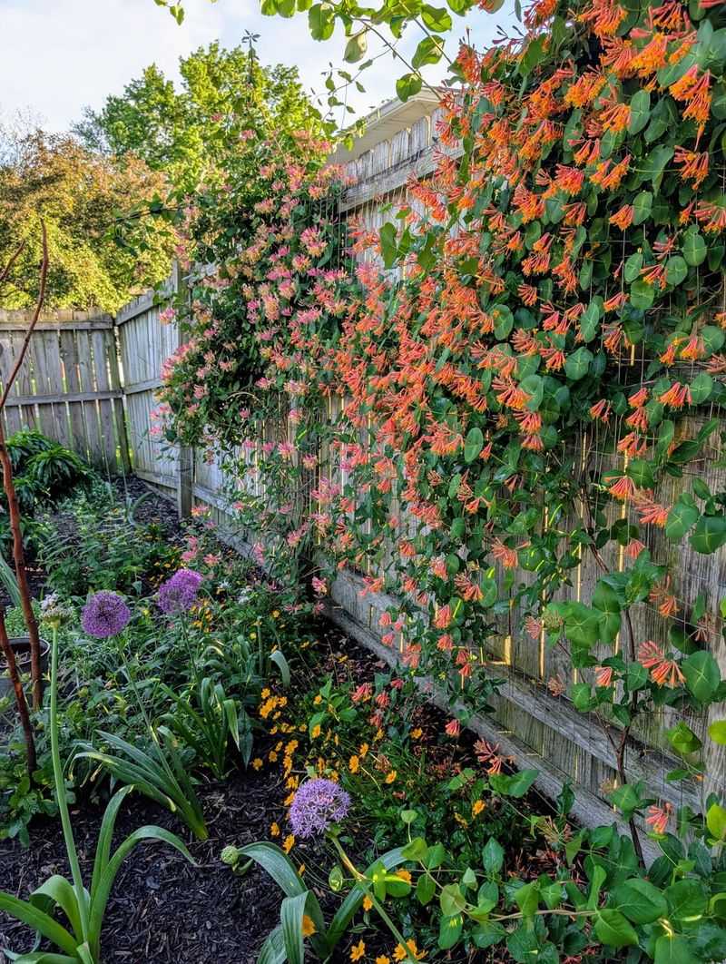 Honeysuckle