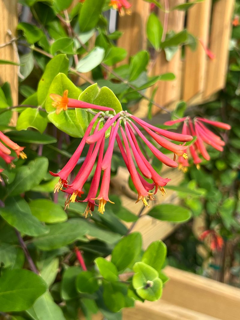Honeysuckle Supports Wildlife And Climbs Easily