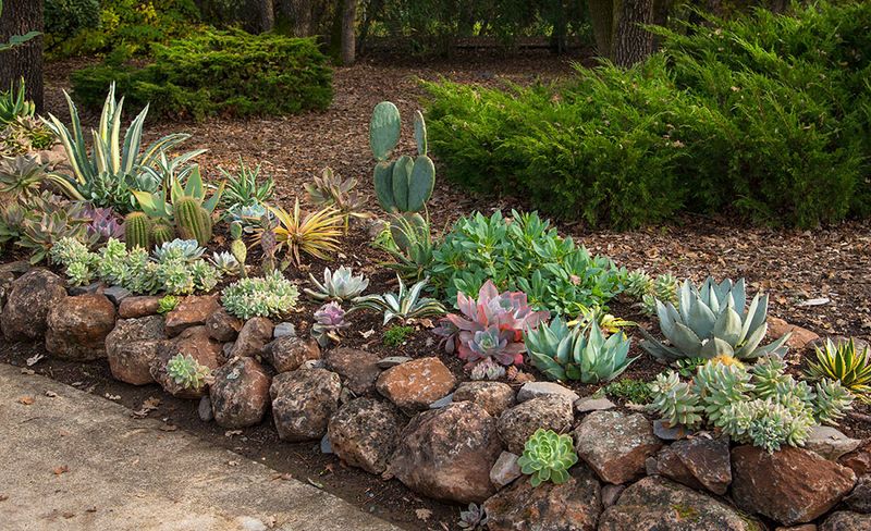 Rock Garden With Sun-Loving Succulents