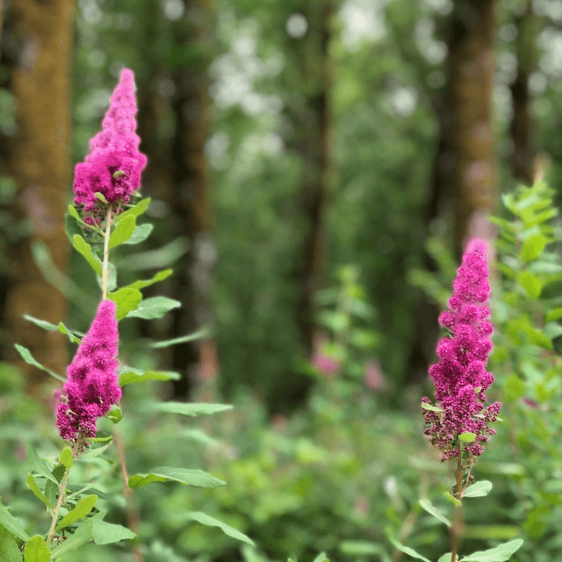 Summer-Blooming Shrubs Benefit From Pre-Spring Shaping