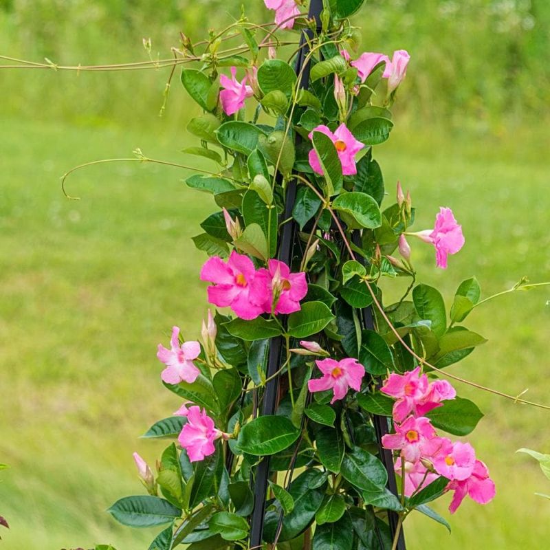Mandevilla Adds Tropical Color To Patio Pots