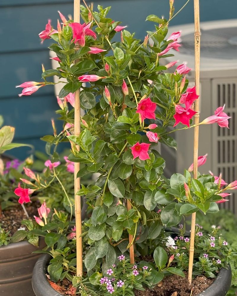 Mandevilla Thrives In Georgia Heat And Climbs Easily In Pots
