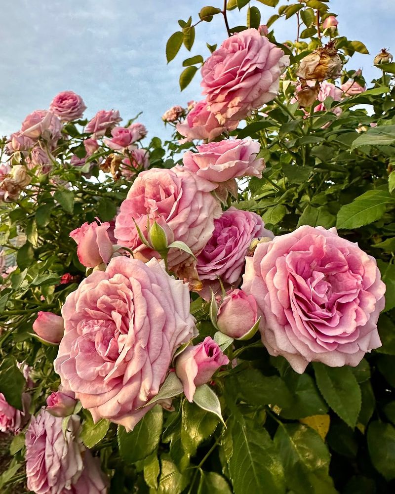 Roses Bloom More Abundantly Across Texas