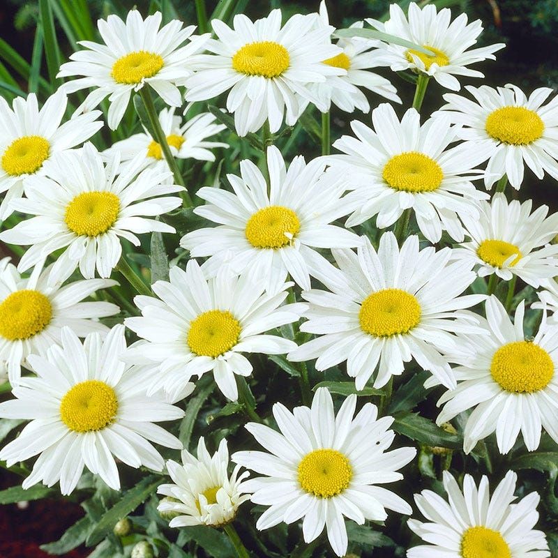 Shasta Daisy 