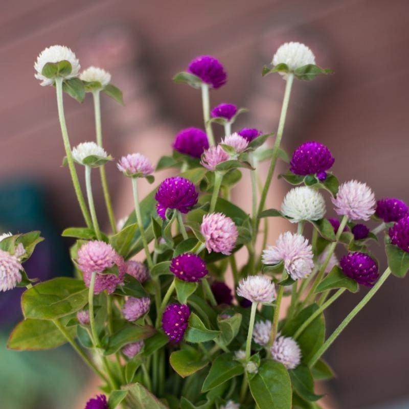 Gomphrena Blooms Long And Tolerates Heat