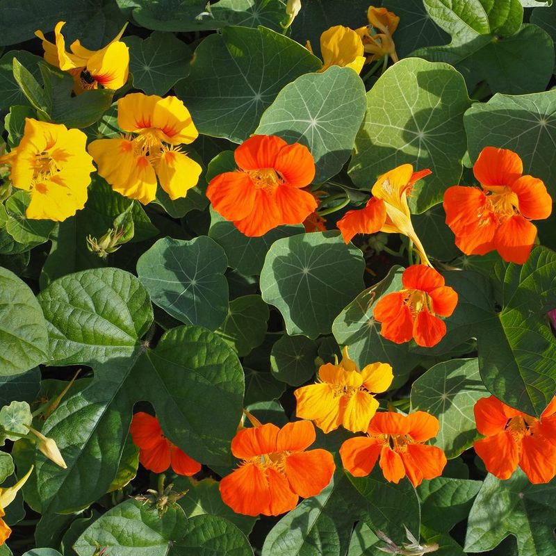 Nasturtium Trails And Blooms In Sunny Spots