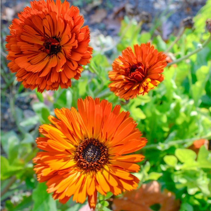 Calendula (Calendula Officinalis)