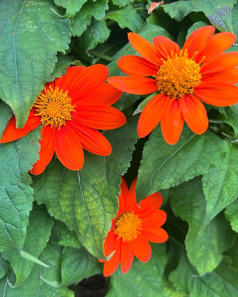 Tithonia Thrives In Heat And Keeps Flowering
