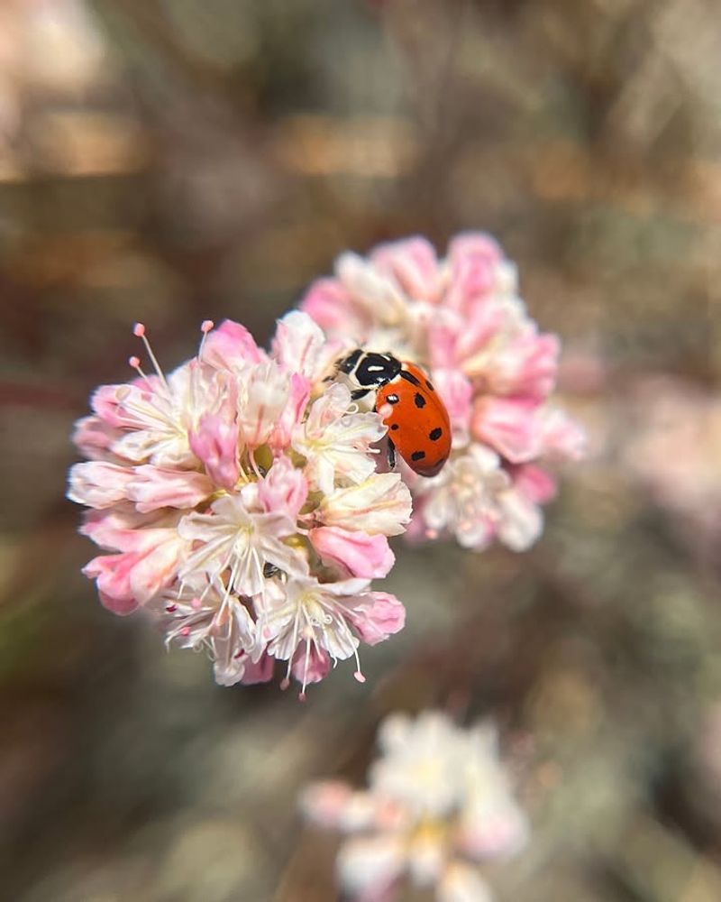 California Buckwheat 