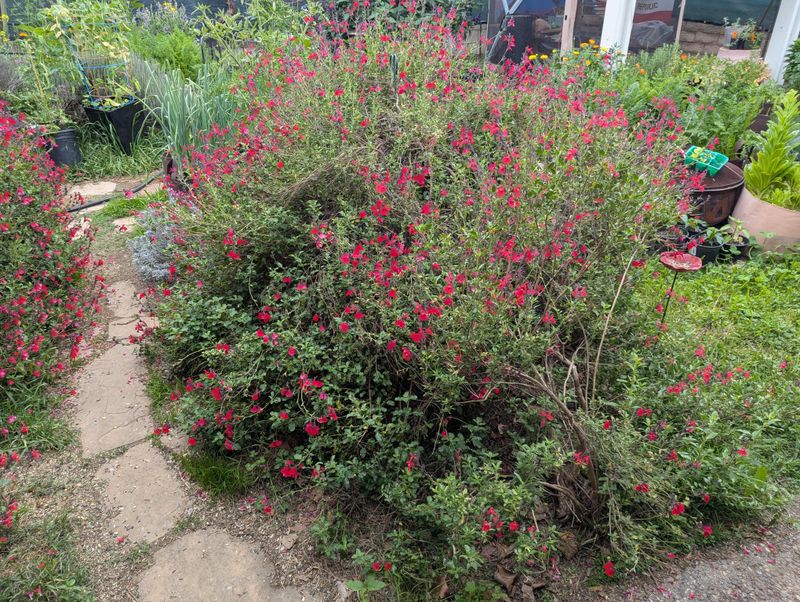 Autumn Sage Keeps The Blooms Coming