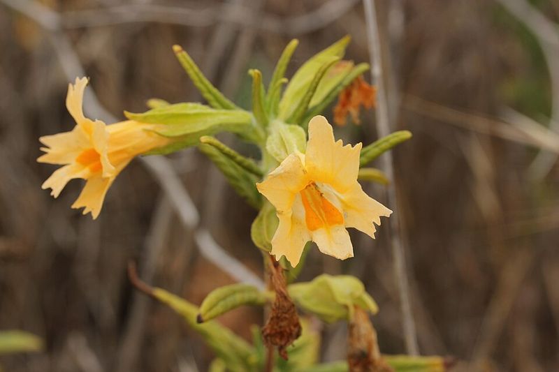 Sticky Monkey Flower Adds Bright Color To Sunny Spots