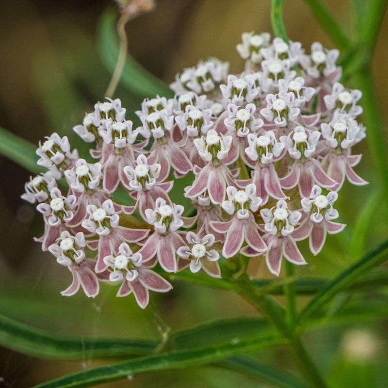 Narrowleaf Milkweed Supporting Monarchs And More