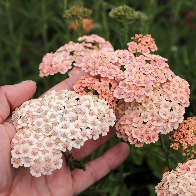 Yarrow Spreads Easily In Low Care Gardens