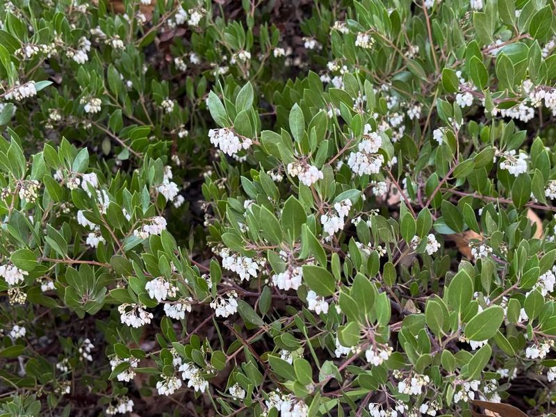Vine Hill Manzanita With Smooth Bark And Form