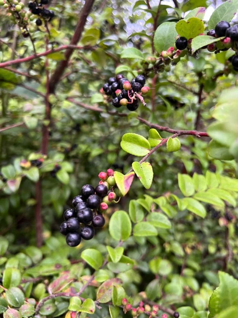 Evergreen Huckleberry
