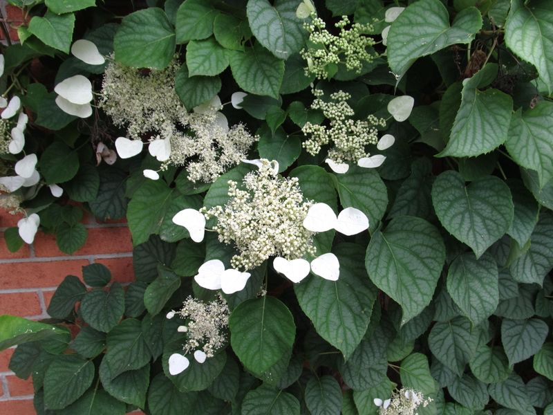 Japanese Hydrangea Vine (Schizophragma hydrangeoides)