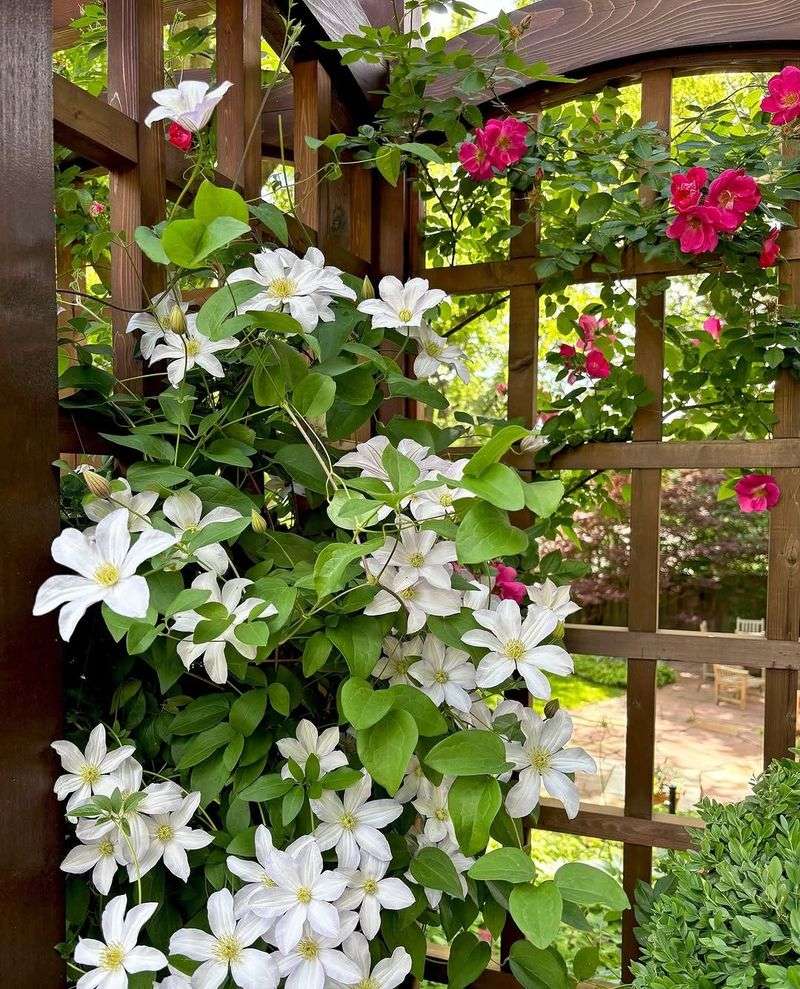 White Clematis Adds Large Bright Blooms Vertically