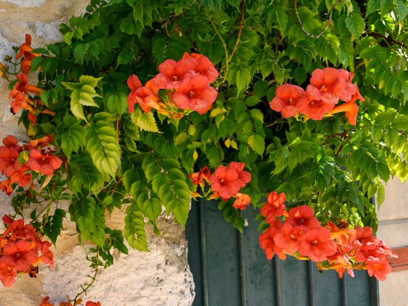 Trumpet Vine