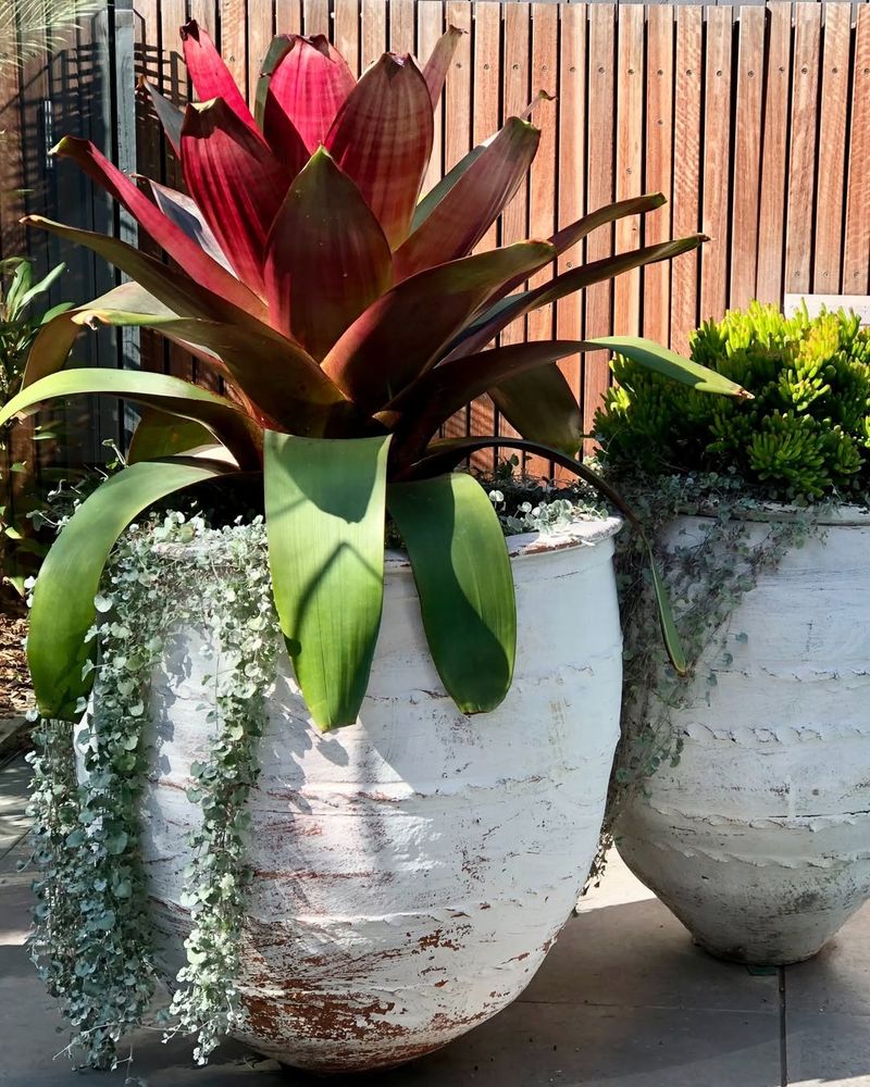 Bromeliads And Pots Need Regular Checks