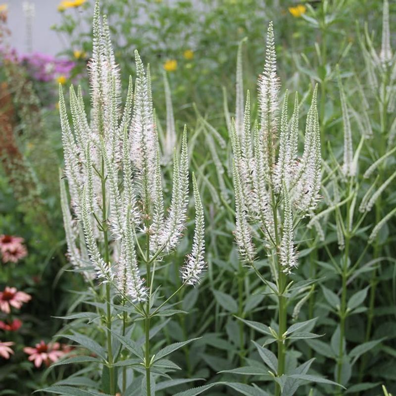 Culver's Root (Veronicastrum Virginicum)