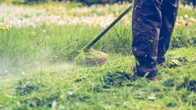 Clearing Nearby Cover Makes Vegetable Beds Less Appealing