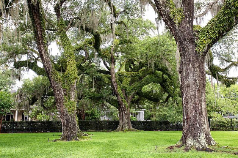 Oak Trees Dropping Acorns And Sheltering Birds