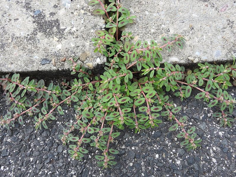 Spotted Spurge Thrives In Warm, Dry Spots