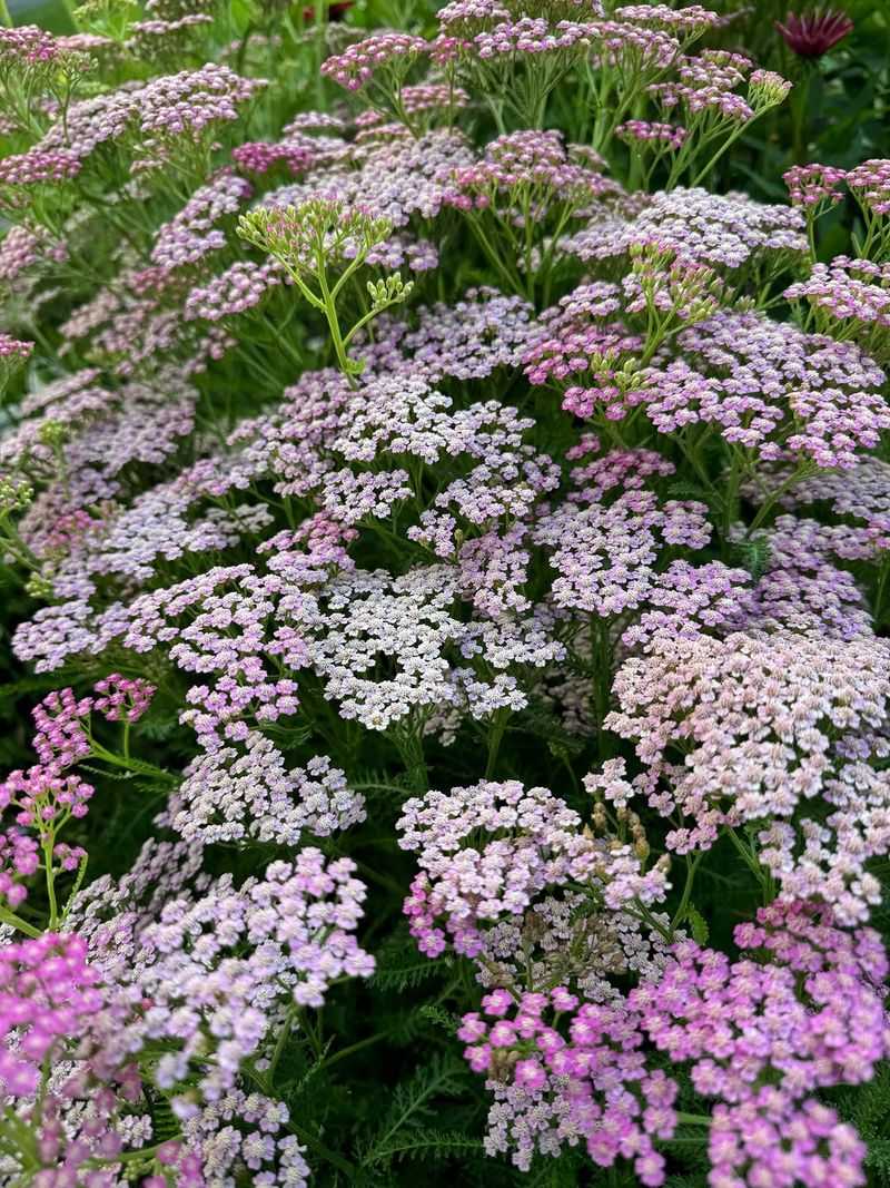 Yarrow Attracts Beneficial Insects To The Area
