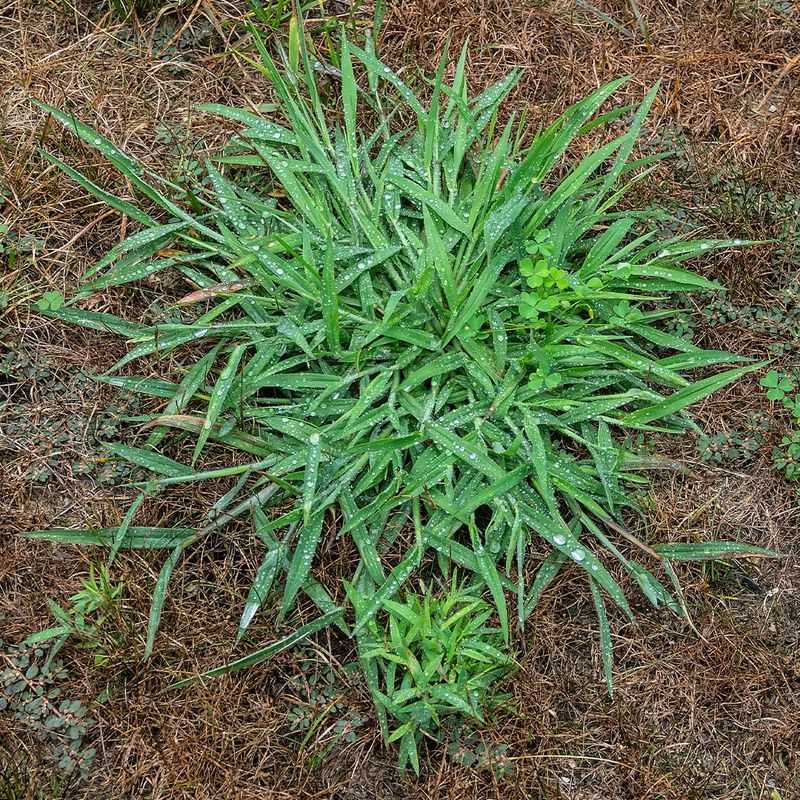 Crabgrass (Digitaria Sanguinalis)