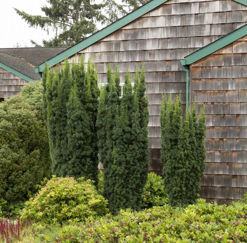 Hicks Yew (Taxus Media Hicksii)