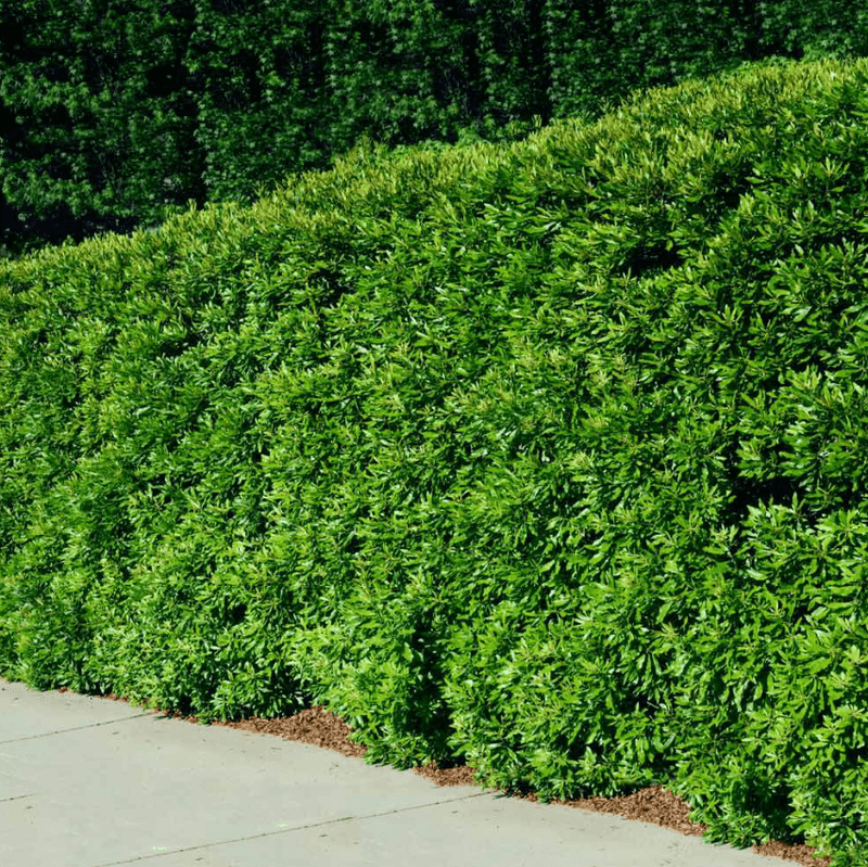 Wax Myrtle Grows Quickly With A Soft, Natural Appearance