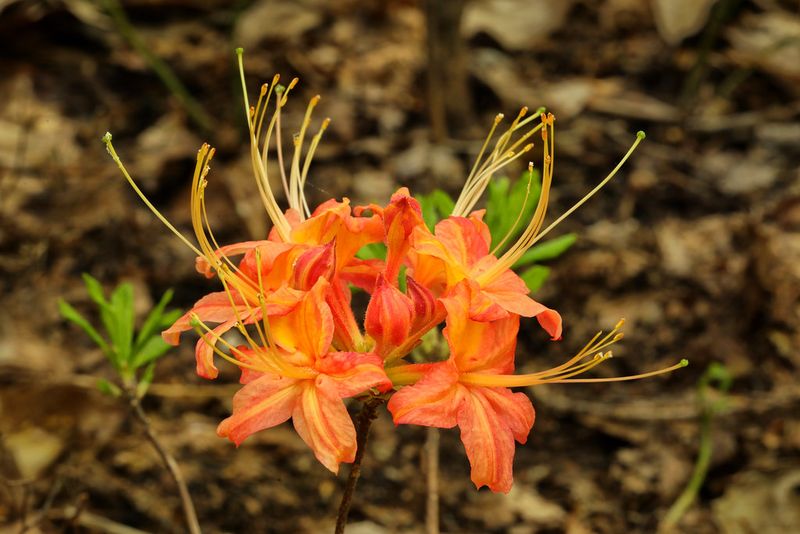 Oconee Azalea (Rhododendron flammeum)