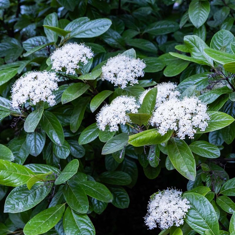 Possumhaw Viburnum (Viburnum nudum)