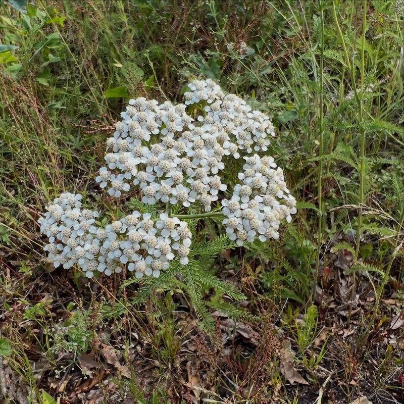 Common Yarrow
