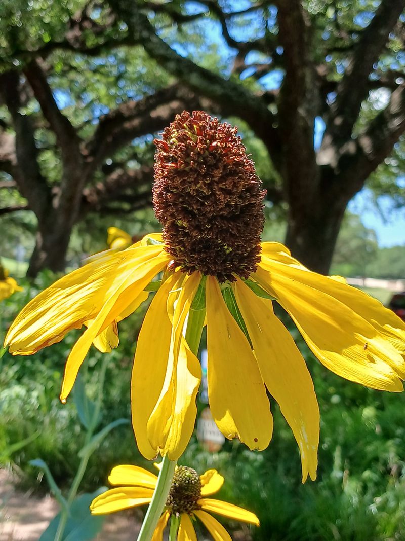 Texas Coneflower 