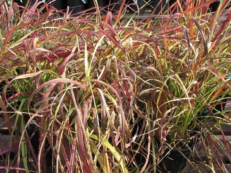 Cogongrass Forms Dense, Spreading Patches