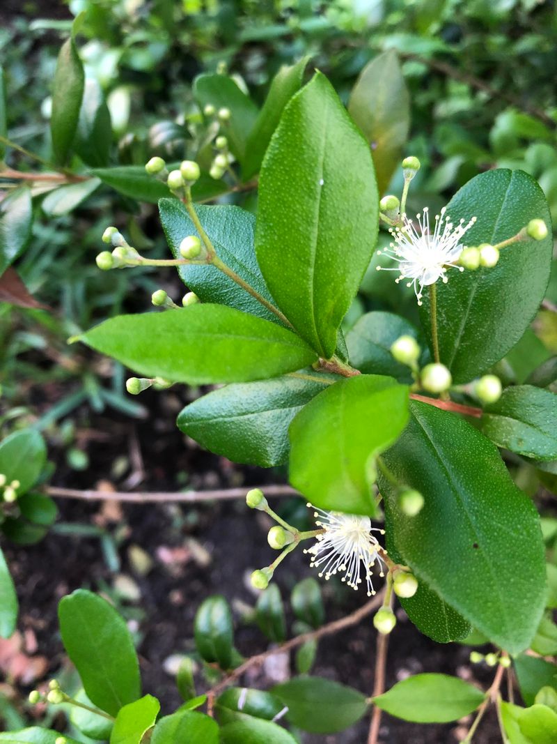 Simpson’s Stopper With Florida Charm