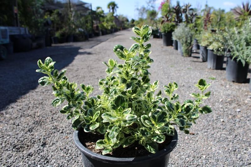 Simpson’s Stopper For A Polished Native Screen