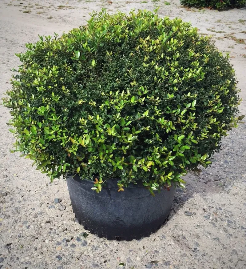 Yaupon Holly Stays Strong Through Sun And Dry Spells