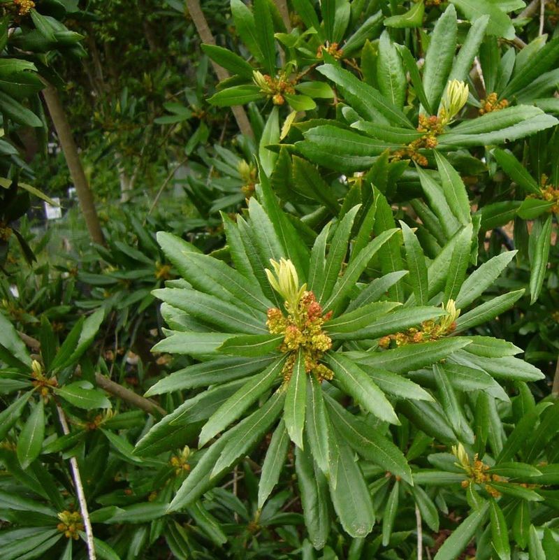 California Wax Myrtle