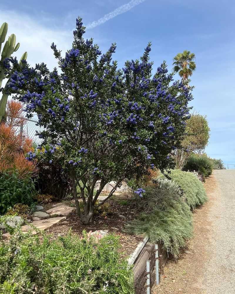 Ceanothus