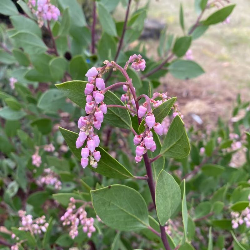 Manzanita