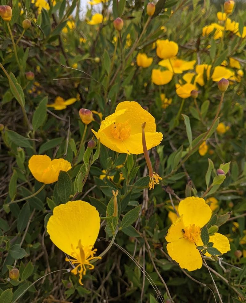 Bush Poppy
